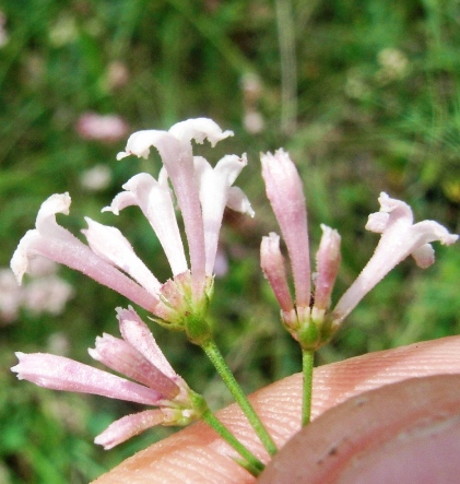 Asperula cynanchica